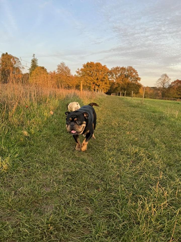 Beth's bulldog trotting along a grassy path on an autumn evening walk