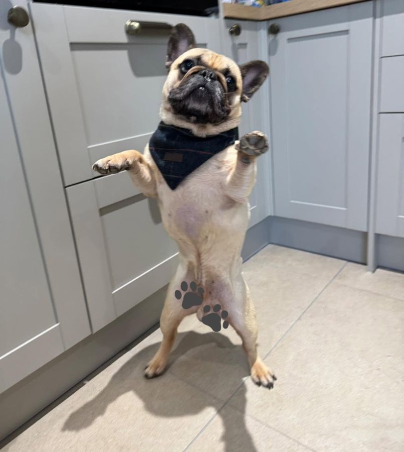 A French bulldog in a navy bandana standing up on his back legs in the kitchen